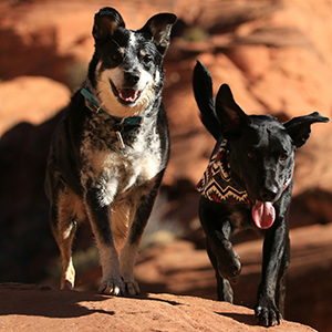 Two dogs running on a rock.